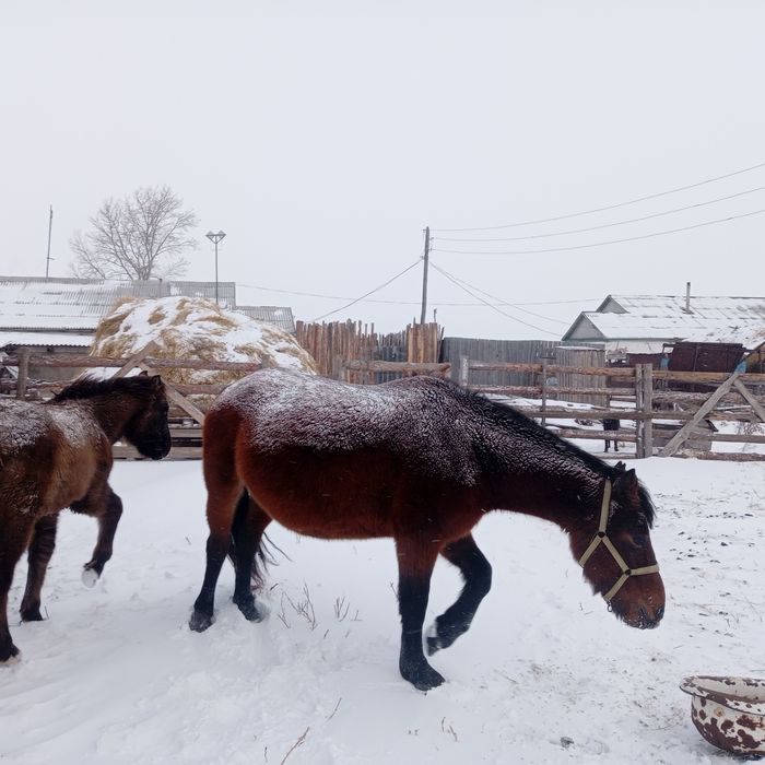 Продам  бие жабагымен