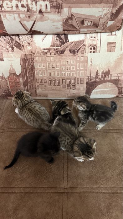 Отдаем котят в добрые руки