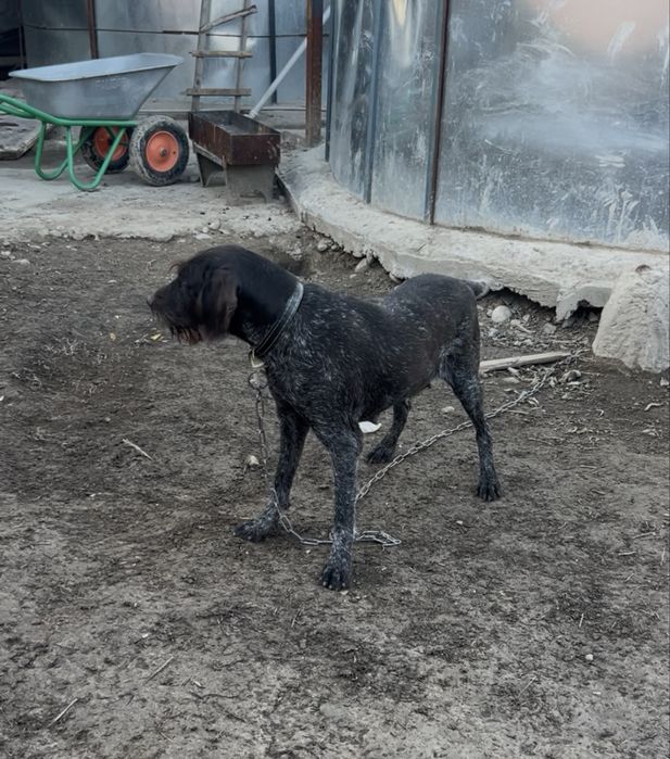 Продам сучку дратхаара