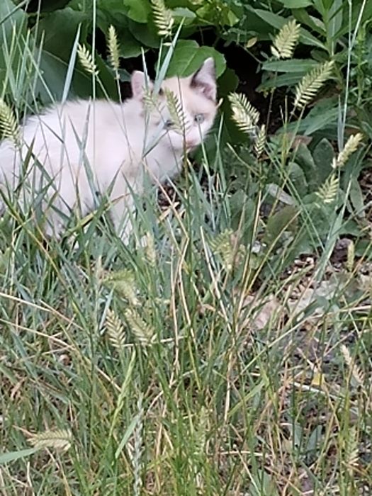 Котята бесплатно