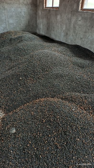 Floarea Soarelui! Sau ulei presat la rece,pe comandă!