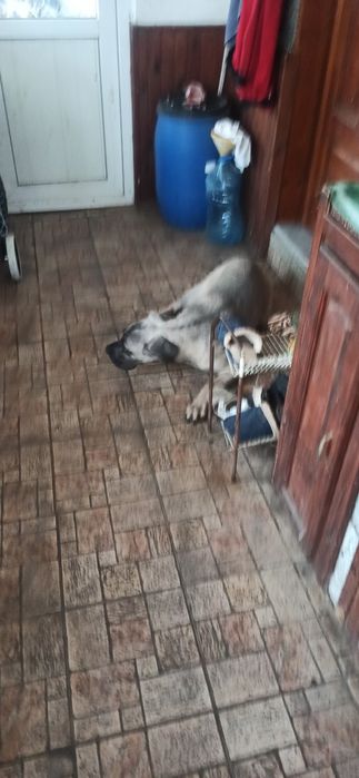 женско Кане Корсо 7месечно