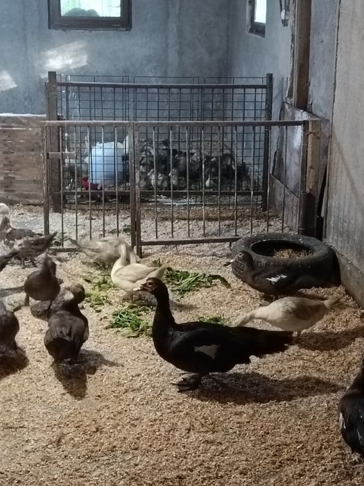 Vând rațe leșești