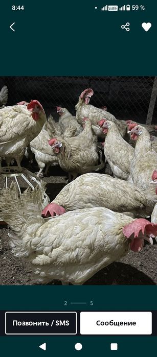 Продам кур Несушек