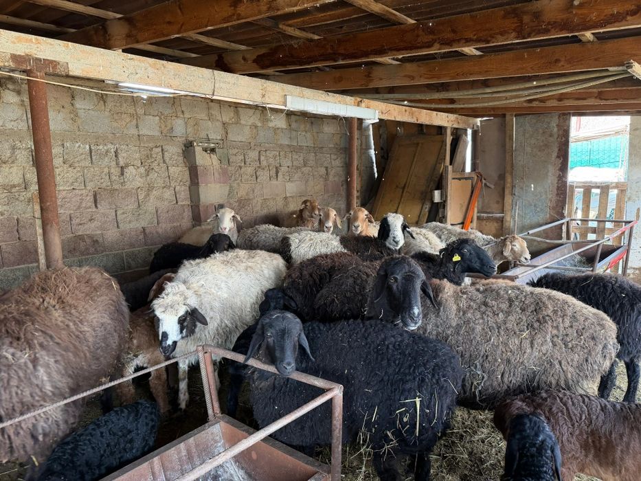 Кой сатылады козылы койлар