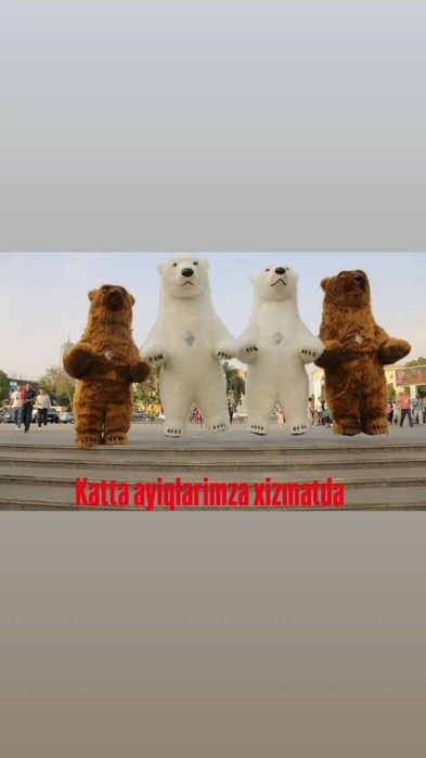 Ayiqlar sotiladi ayiq sotiladi
