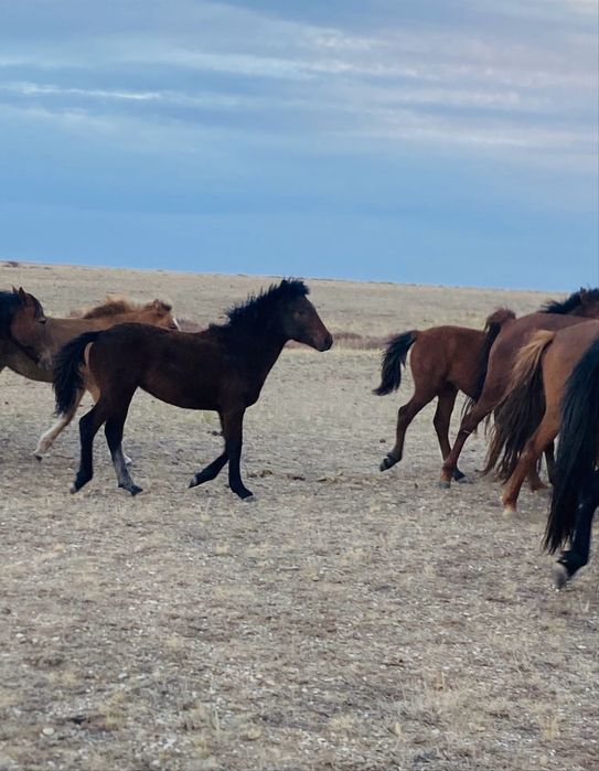 170 жабагы сатылады