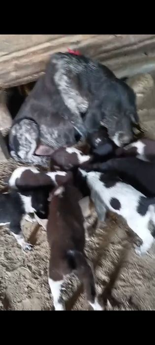 Дратхар күшіктері сатылады