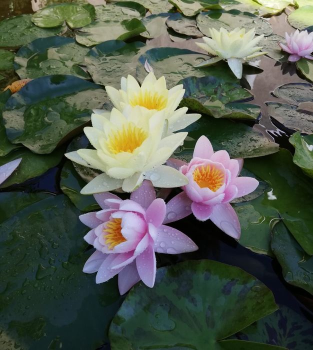 Лилии прудовые   цвета разные