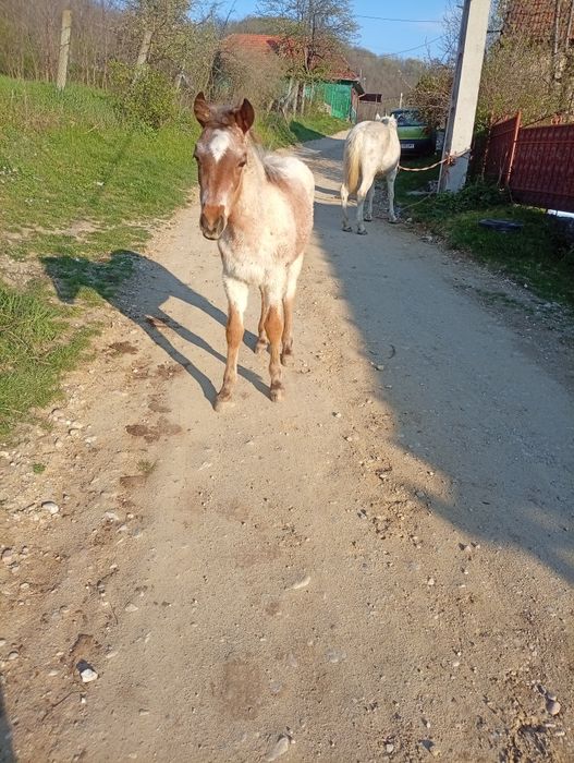Vând iapă cu mânz