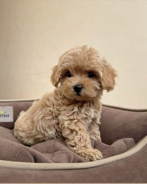 Pui  Maltipoo Rasa Pura