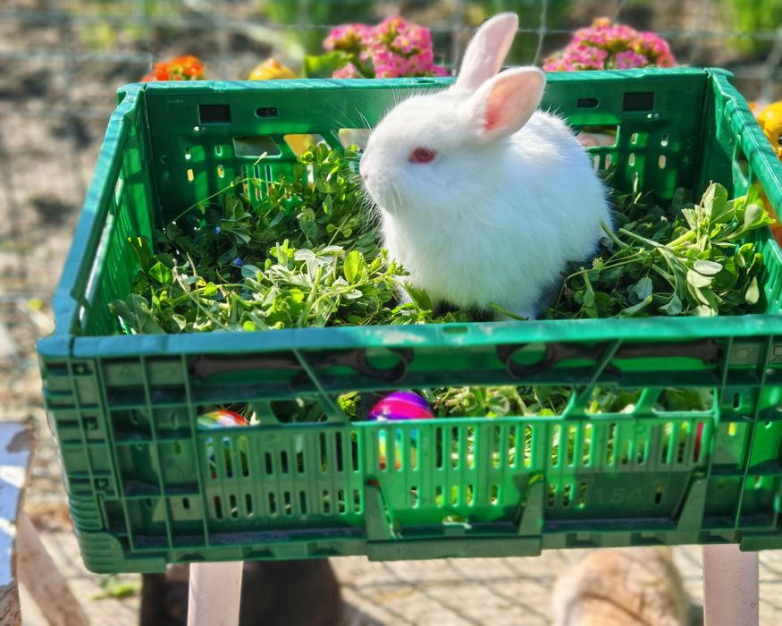 Vând iepurași, aproximativ 2 luni