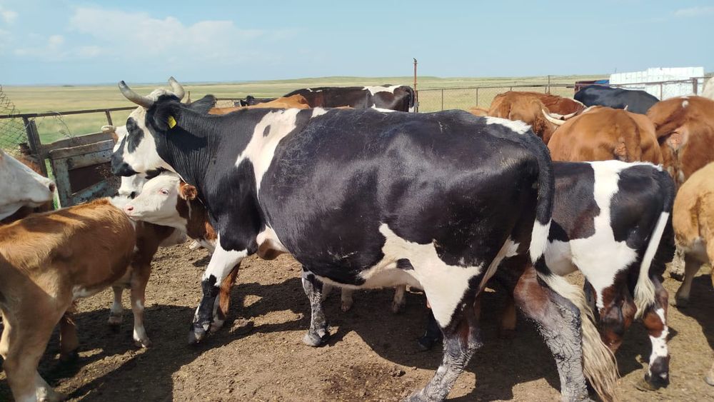 Продаётся откорм база возле Астаны (20 км, с. Софиевка)