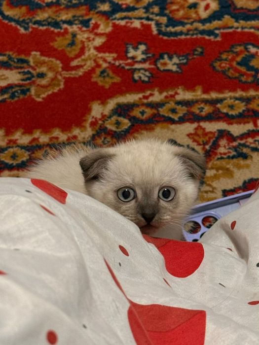 шотландская вислоухая котенок