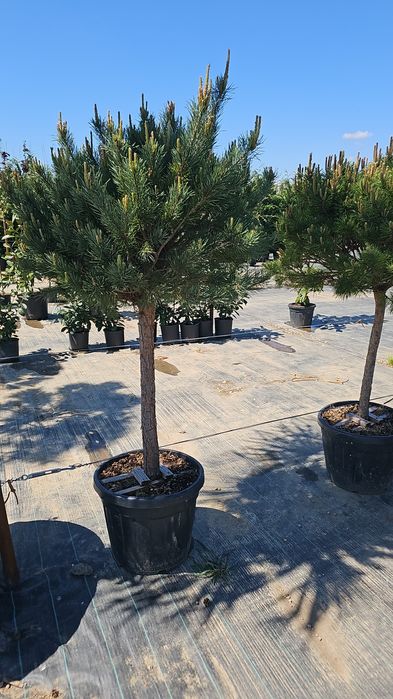 Cedru - Maslin - Ilex - Palmieri