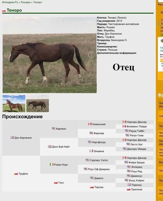 Лошадь, англоараб, жеребец, донен, байге