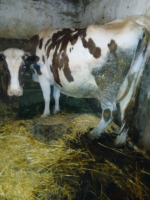 Vaca de vanzare.