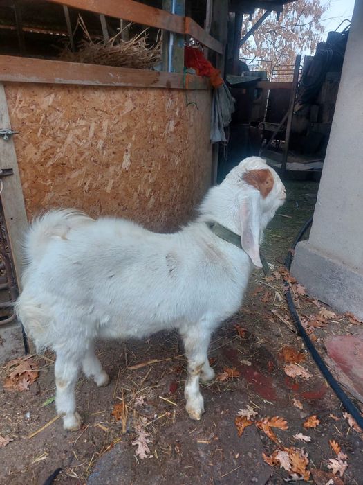 Козел камори на племя