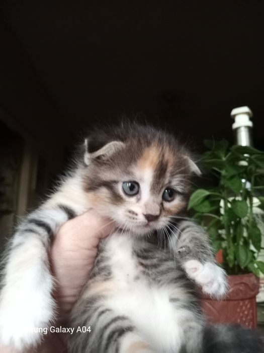 Продаються  .Котята. породистые красавцы