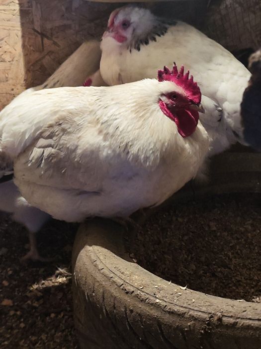 Продам или обменяю