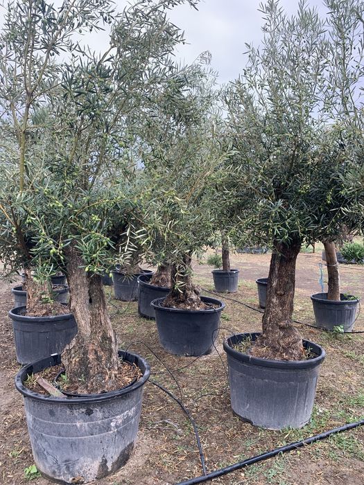 Maslin Secular la ghiveci