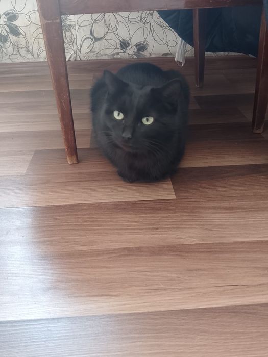 Отдадим кота в добрые руки