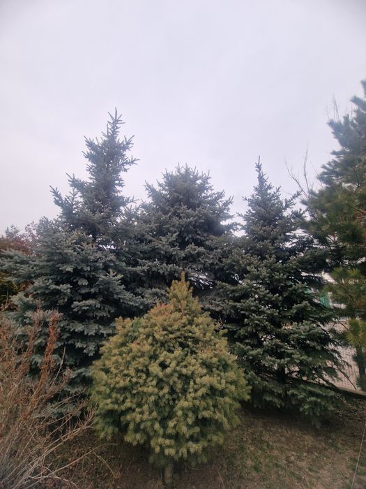 Проются голубые ели