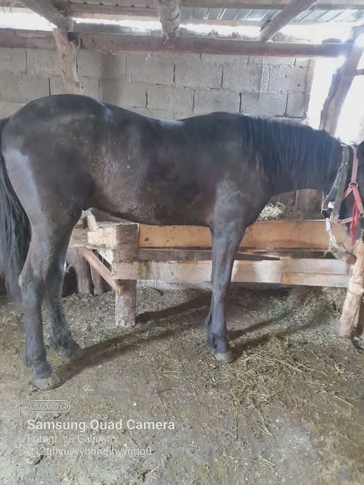 Mânz de vânzare un an și trei luni