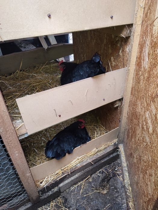 Ouă găini Australorp pentru incubat