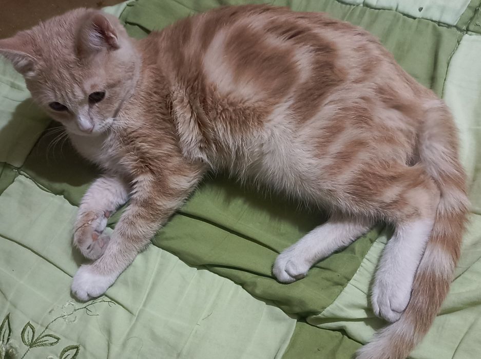 Zotdor mushuk bepulga
