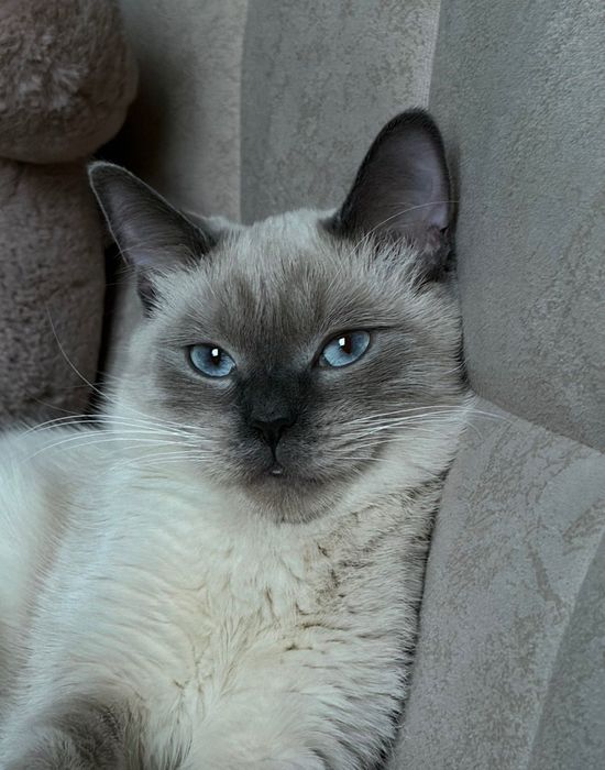 Потерялась кошка