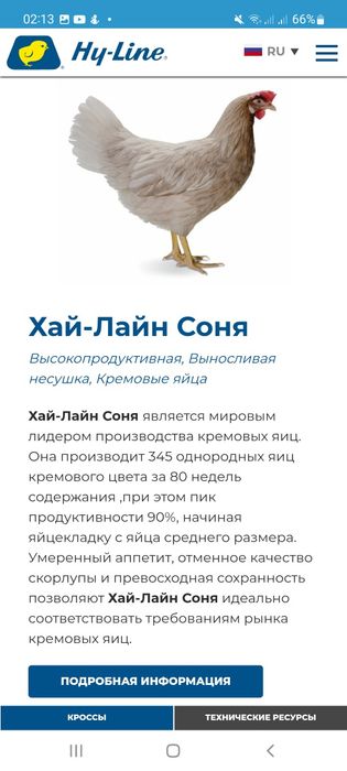 Хаммаси 100 % товук чикади. Хай-лайн ва Ломан Сенди жужалари.