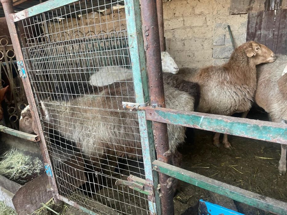 Саулык сатылады