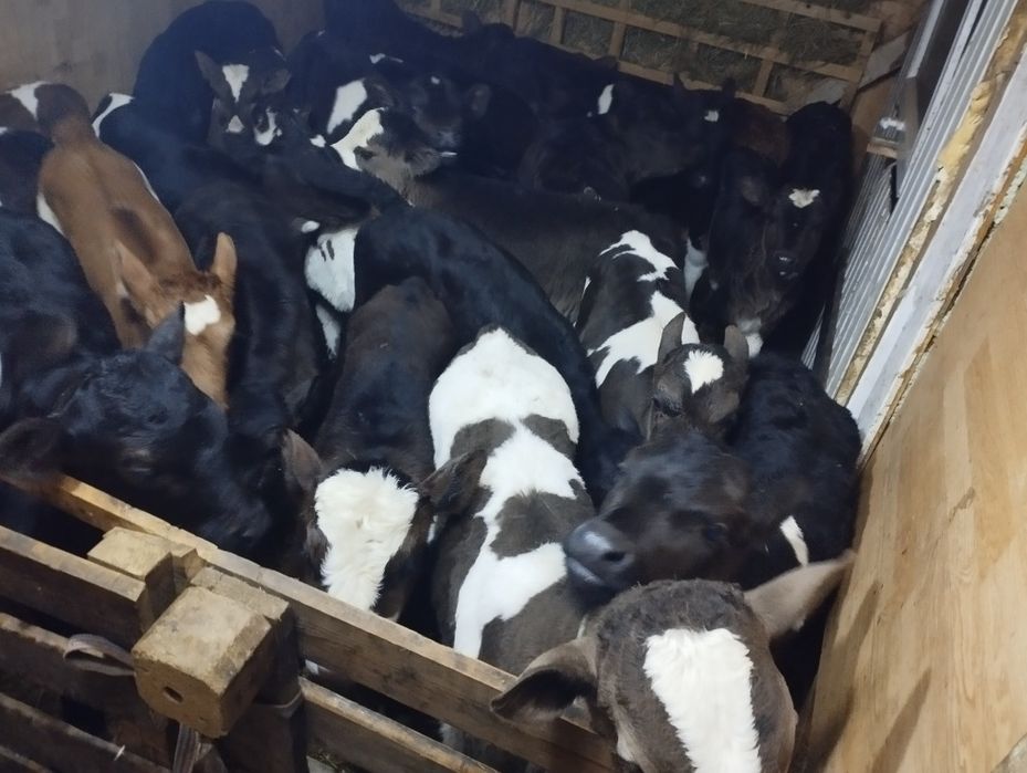 Ургашы еркек бузаулар