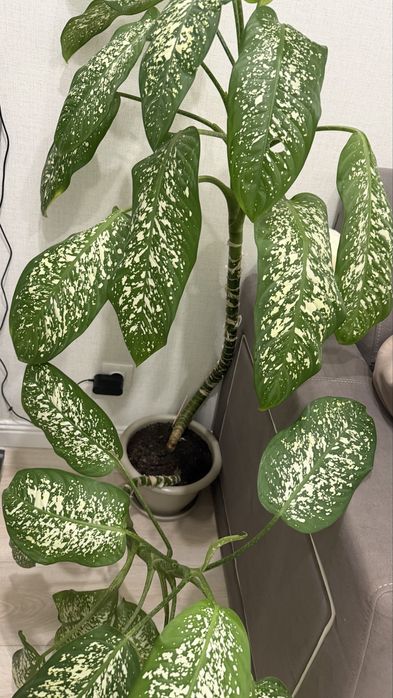 Цветок комнатный