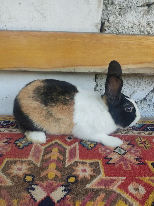 Голландский кролик