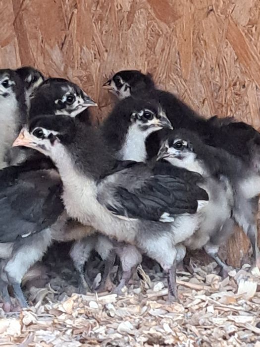 Pui australop negru
