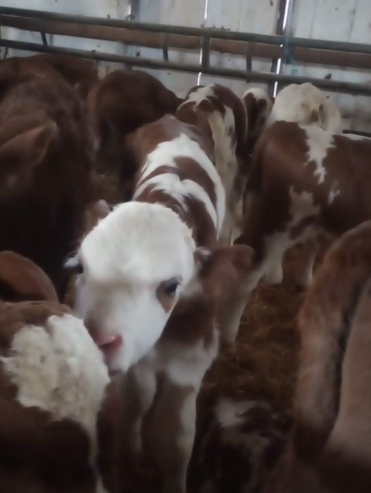 De vânzare vitei și vițele