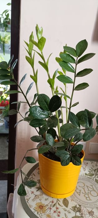 Замиокулькас( долларовое дерево)