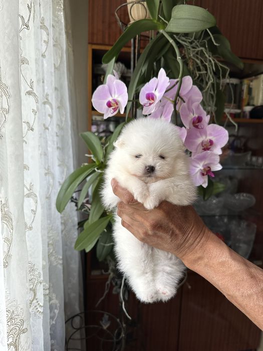 Шпиц померанский мини