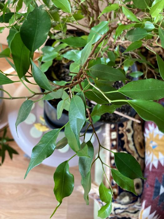 Фикус бенджамина