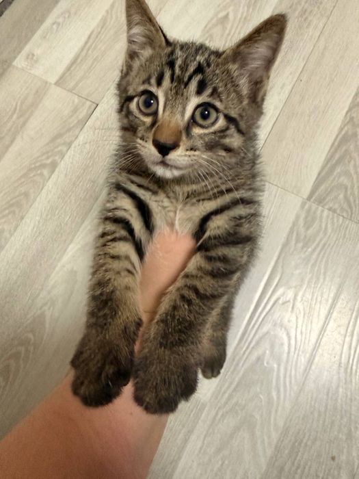 Отдам котят в хоршие руки