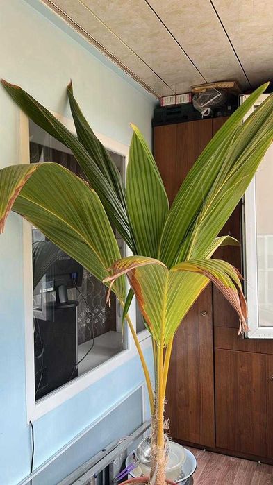 Живая пальма срочно