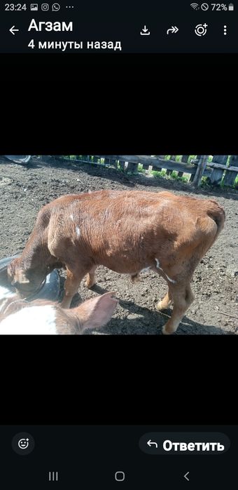 Продам корову в месте телёнкам