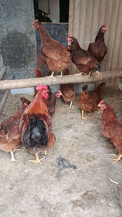 Корея Хан ҳеяп  жўжалари