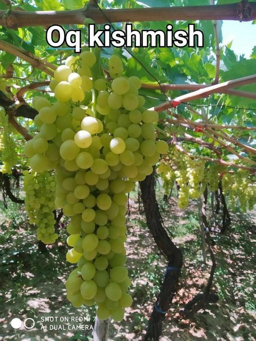 Uzum koʻchatlari cheklanmagan miqdorda