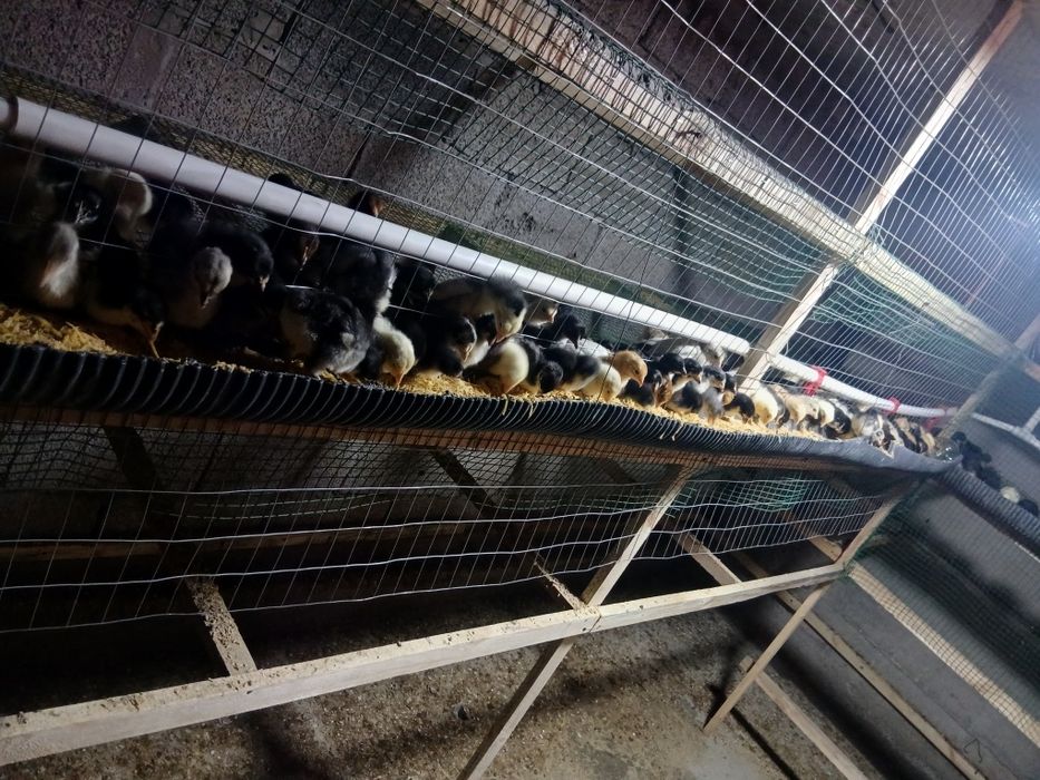 Жужалар сотилади