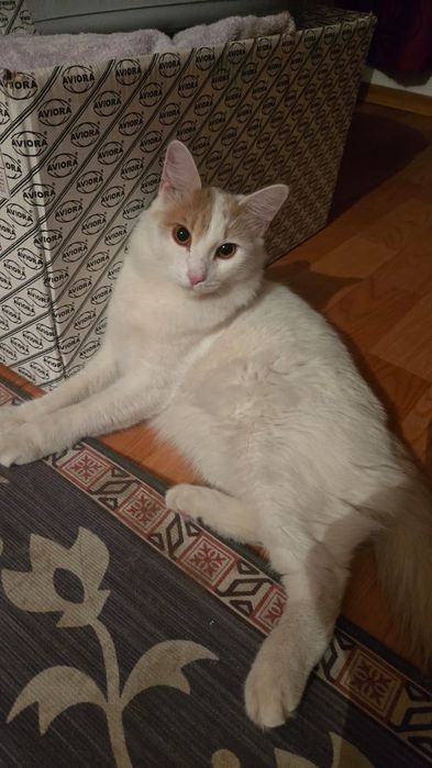Кота отдам хороший руки