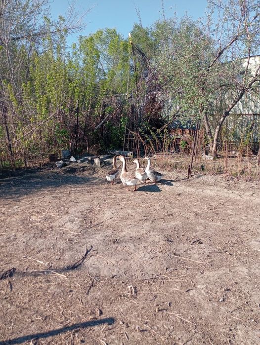 Продам гусей, семейка