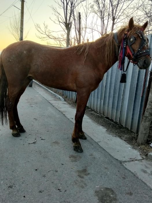 Vând un mânz de doi ani jumate ies cu trei în primăvară